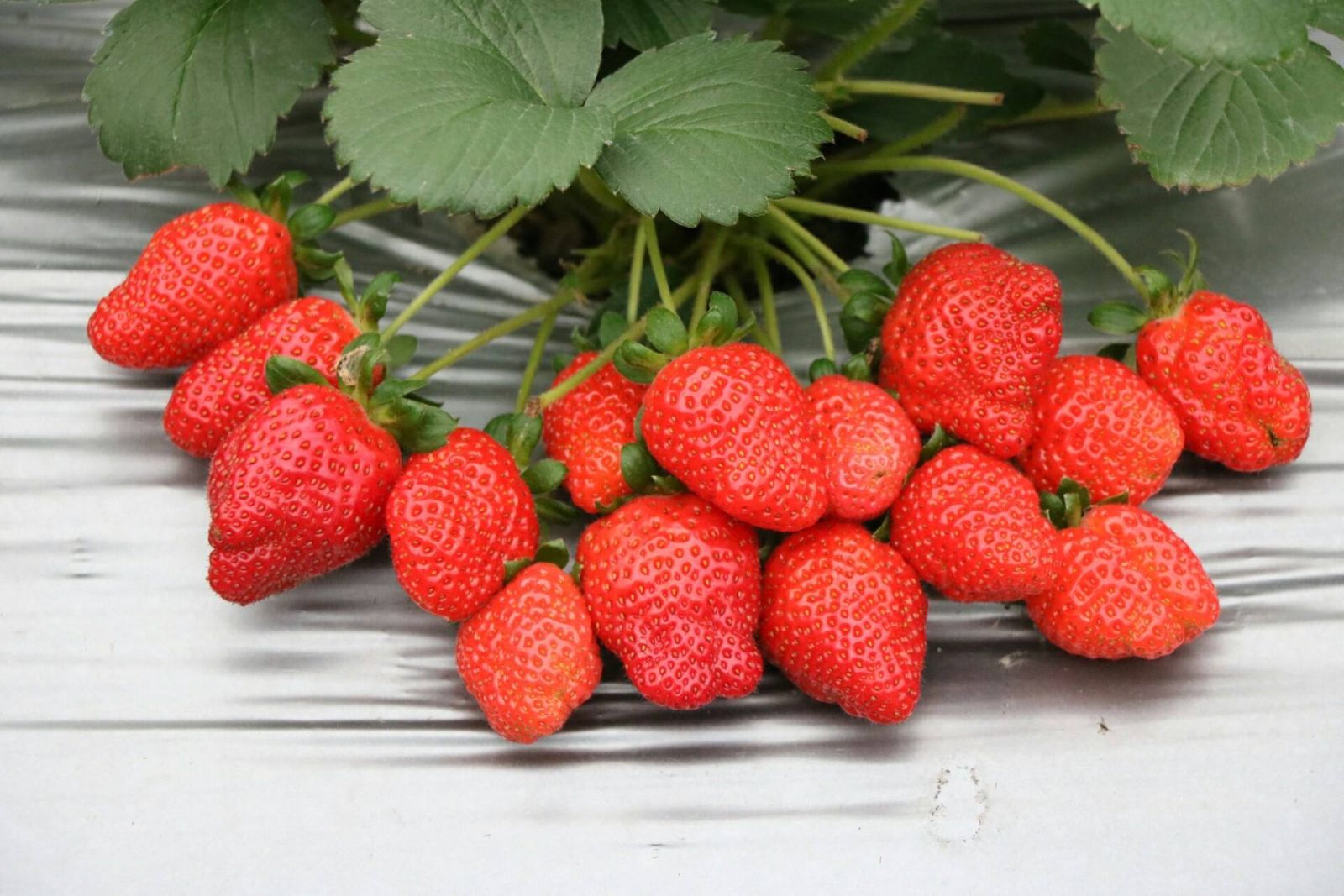 圖一 本週4月5日在花博農民市集舉辦「內湖草莓食農教育-草莓盆栽DIY」歡迎來參加！