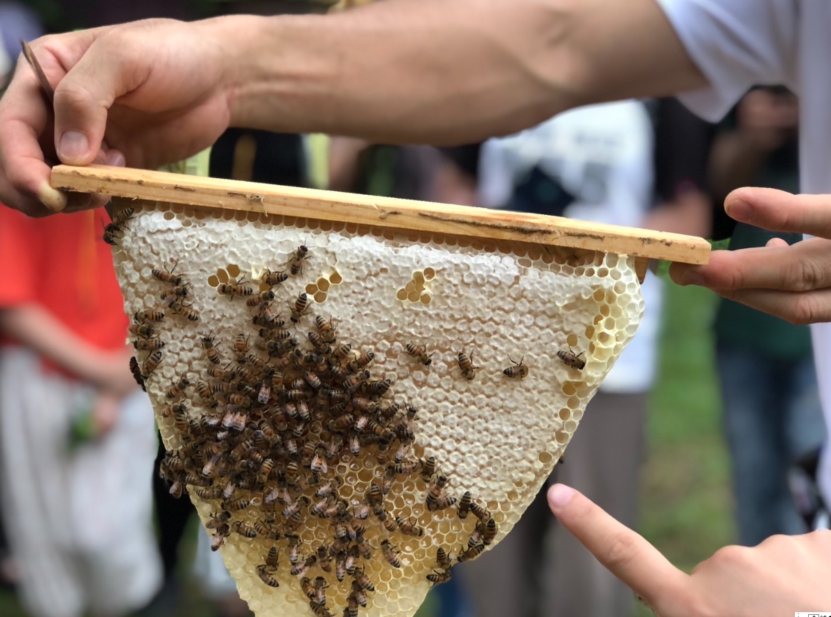 圖2 本週六日一同來到臺北花博農民市集認識在地蜂蜜產業