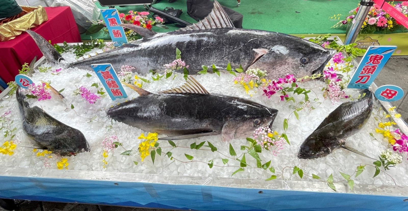 蘇澳區漁會黑鮪魚