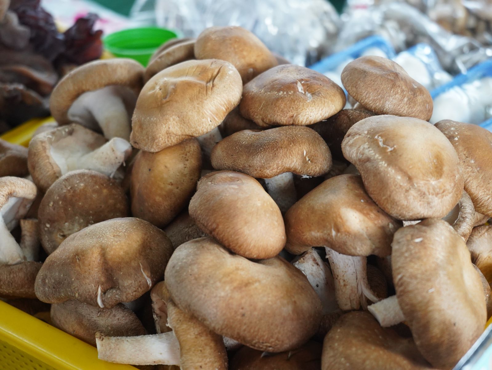 圖5. 南投香菇