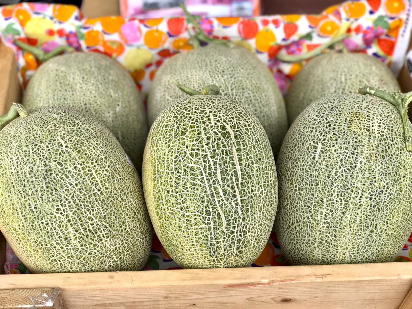 圖5. 宜蘭哈密瓜