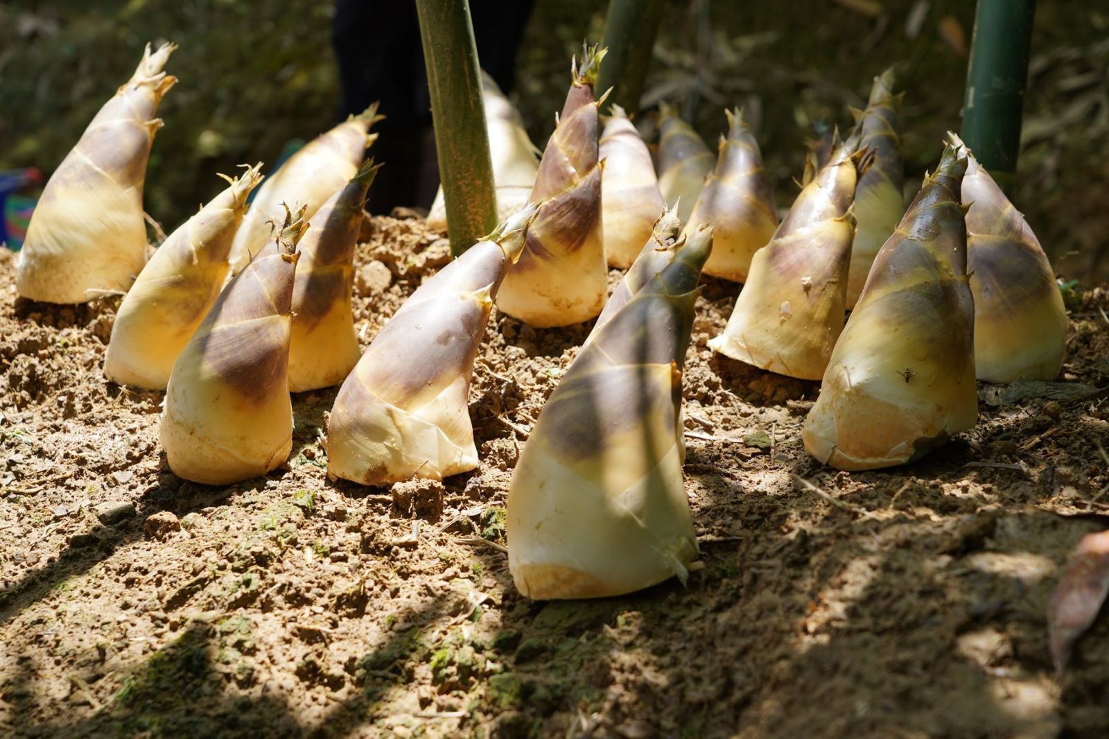圖6. 6月28日將舉辦「綠竹筍食農教育-臺北綠寶石、綠竹筍果凍DIY」歡迎來參加！