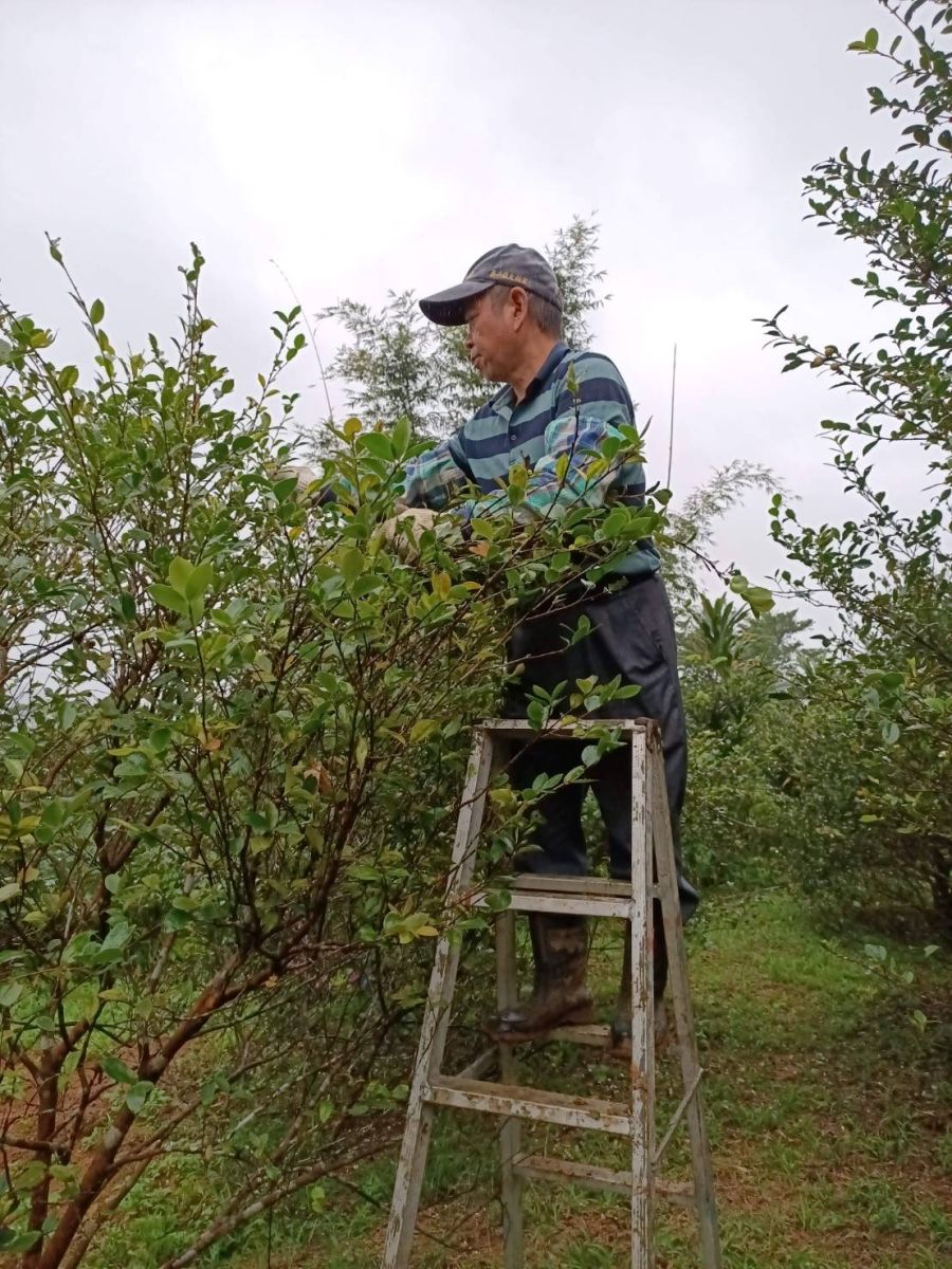 胡金福農民在農場介紹與示範如何採收小果油茶籽