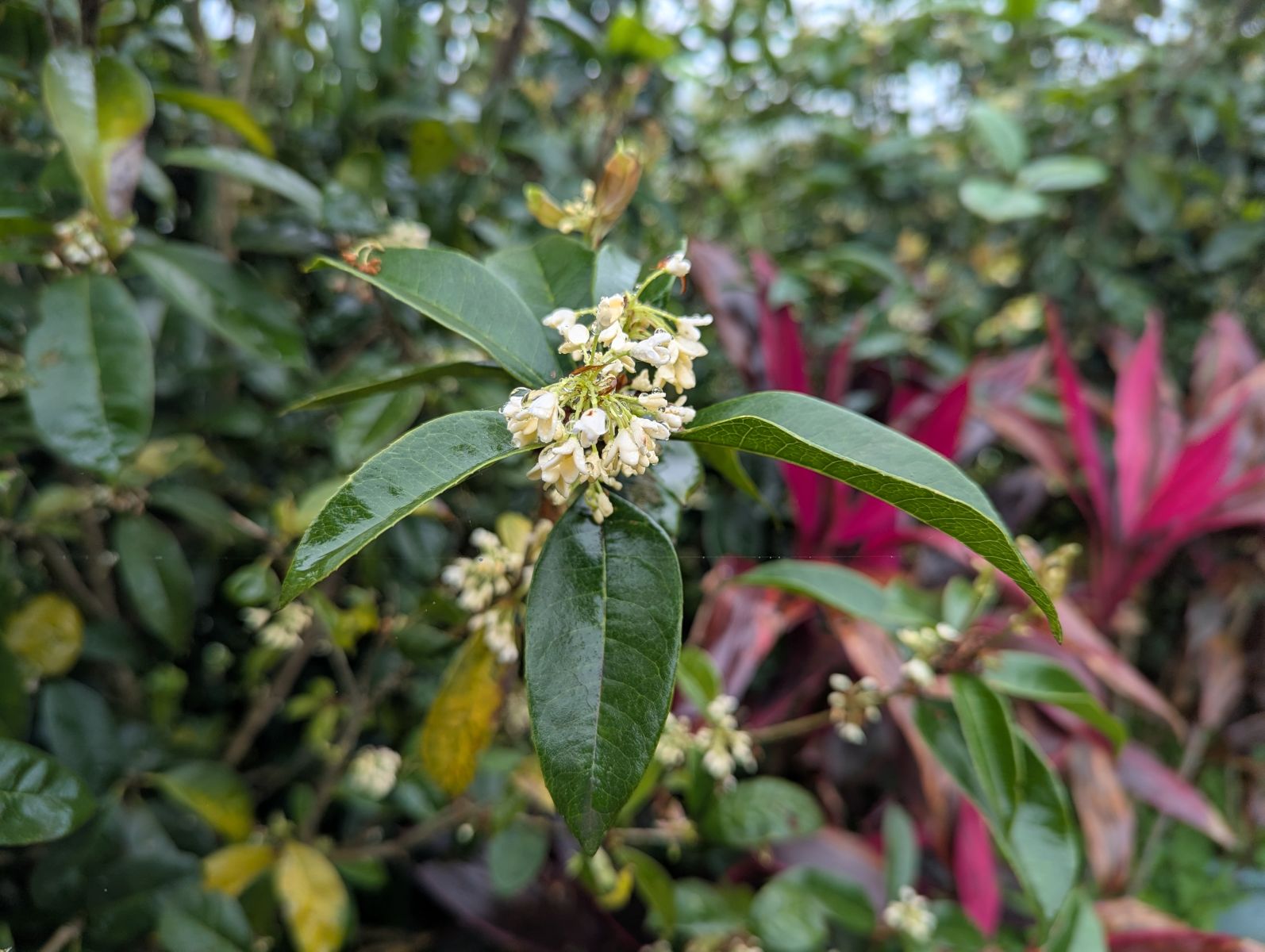 南港茶山旁的桂花