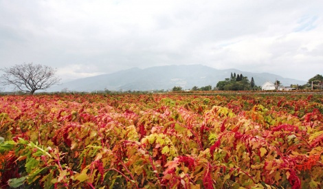 10/19-20 花博農民市集國產雜糧璀璨紅寶石「臺灣紅藜」