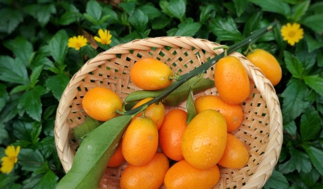 宜蘭新鮮農產齊聚 臺北花博農民市集迎新年 