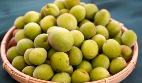 臺北花博農民市集 與南投的「梅」好相遇